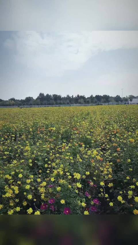 奔赴一场金色花海的浪漫🌼  ​​​