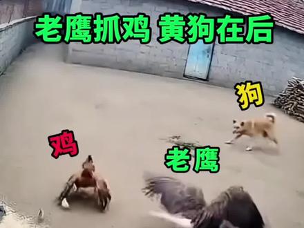 老鹰抓小鸡黄狗在后