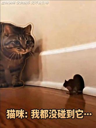 “猫咪：我都没碰到它…”