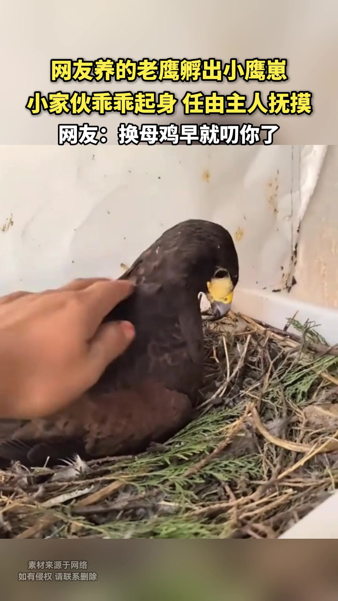 网友养的老鹰孵出小鹰崽小家伙乖乖让路，任由主人抚摸