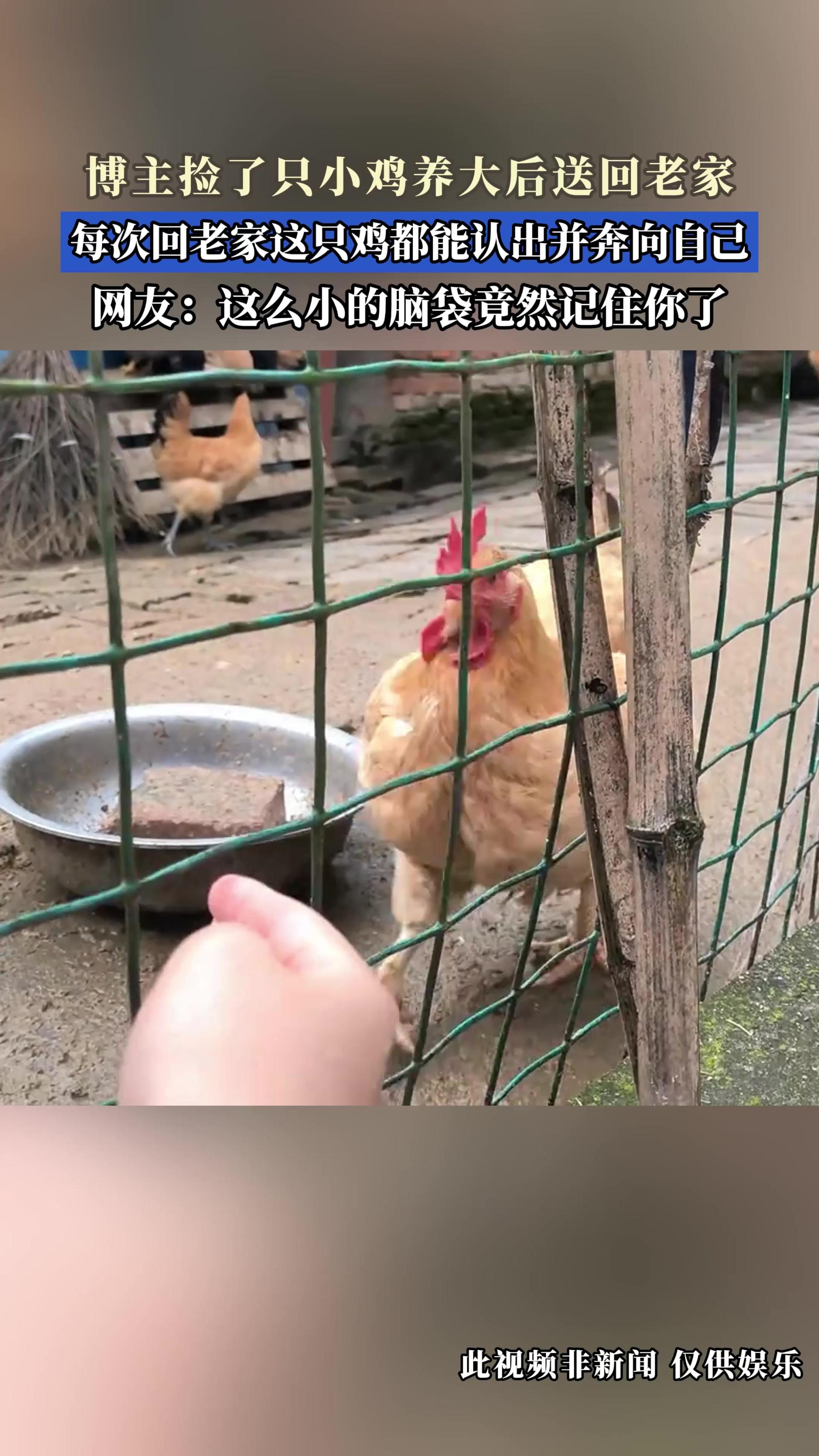 博主捡了只小鸡养大后送回老家，每次回老家这只鸡都能认出并奔向自己