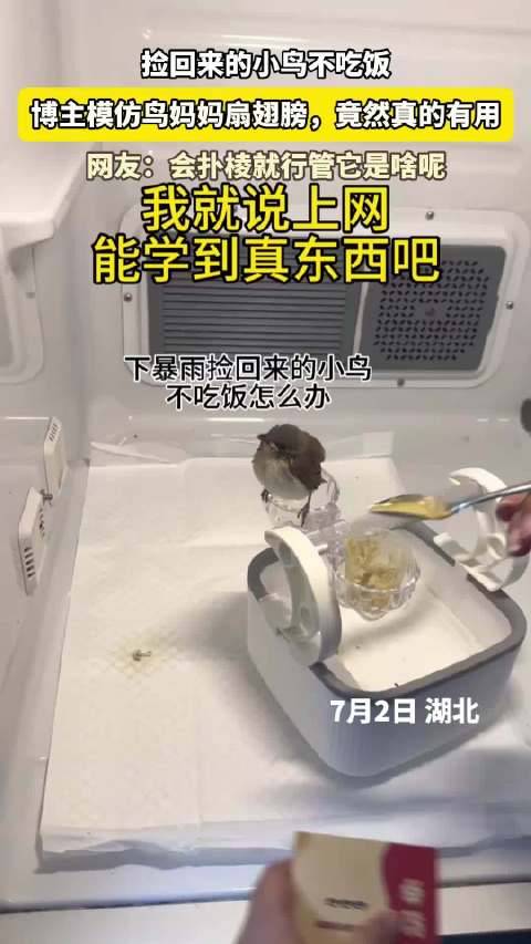 捡回来的小鸟不吃饭，博主模仿鸟妈妈扇翅膀，竟然真的有用，网友：会扑棱就行管它是啥呢