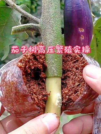 分享一种独特高空压条繁殖，适合果树花木育苗