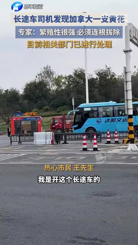 路边看到这个黄花可不能大意🌱 看着花枝好看，却是霸道的入侵物种⚠️ 繁殖快还会抑制周边别的植物生长 