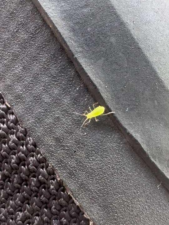 这是什么虫子？