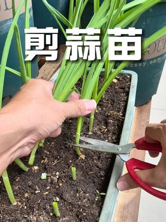 九月底种的大蒜已经可以剪着吃了