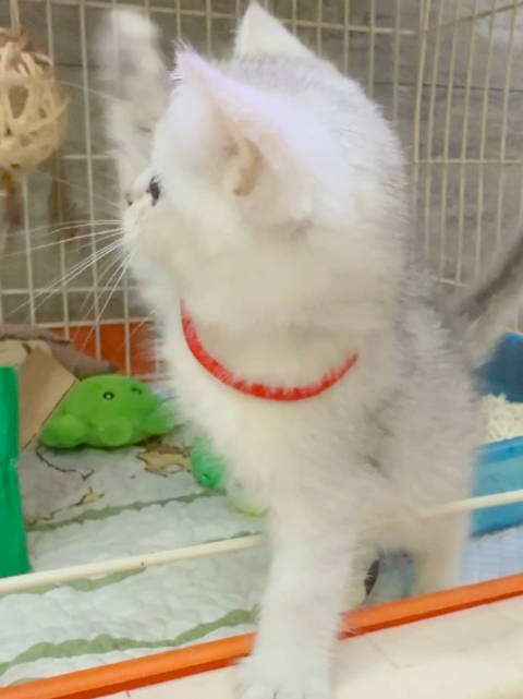 我最小的仔。。。我并不介意她是残疾♿️，少一个腿真的没什么