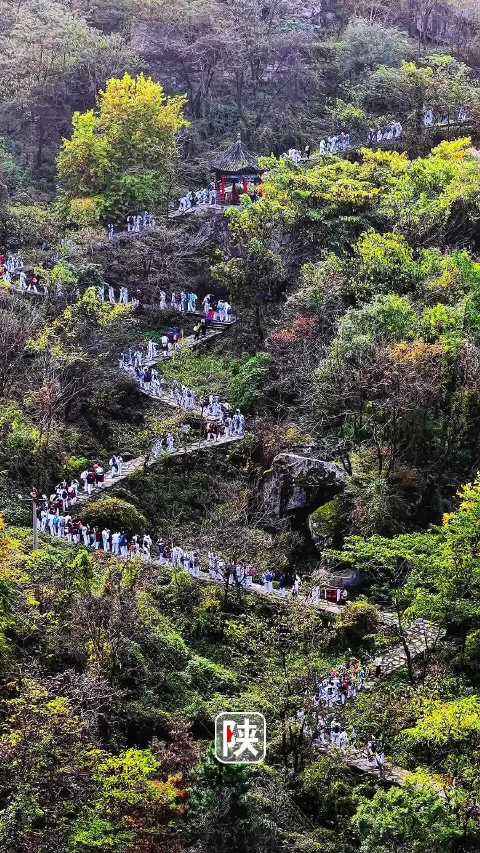 【#陕西秋景那必须给到夯# 】 霜降过后，翠华山红叶进入巅峰期。漫山黄栌炽烈如火，与嶙峋山崩石海形成