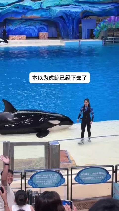 老大，我们这样真的能推动虎鲸吗#亿点曝光计划#  ​​​