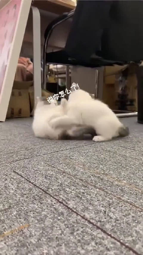 这两咋还干上了呢？  ​​​