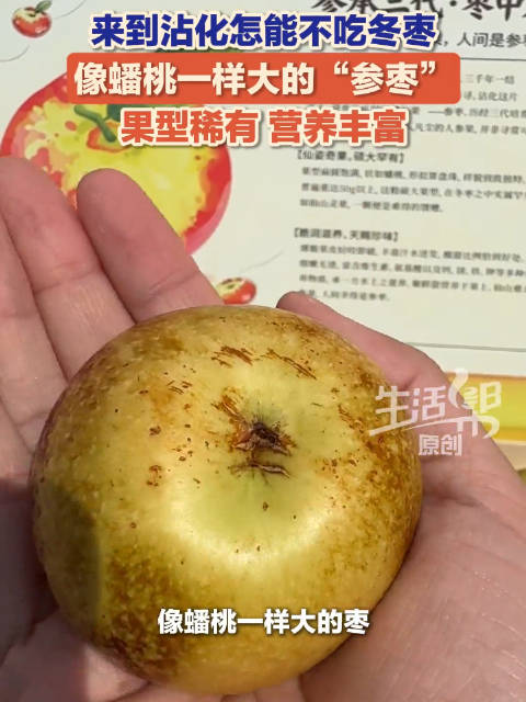 【#长得像蟠桃一样大的枣你见过吗】