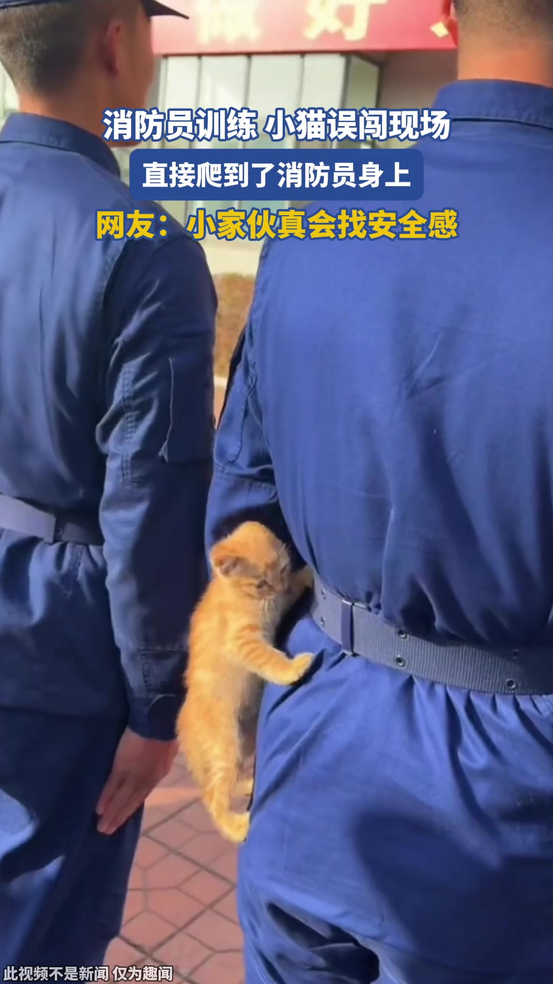 消防员训练，小猫误闯现场，直接爬到了消防员身上。网友：小家伙真会找安全感