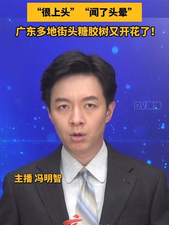 #媒体原创 “很上头”“闻了头晕”，广东多地街头糖胶树又开花了！ #dv速评