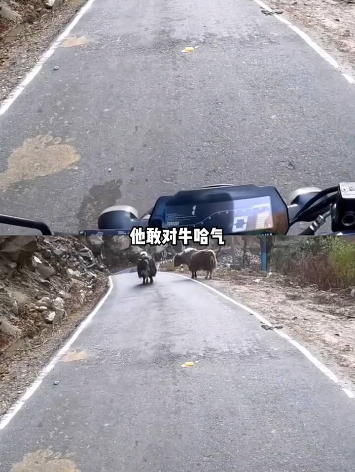 他敢对牛哈气，那肯定敢摸三相电