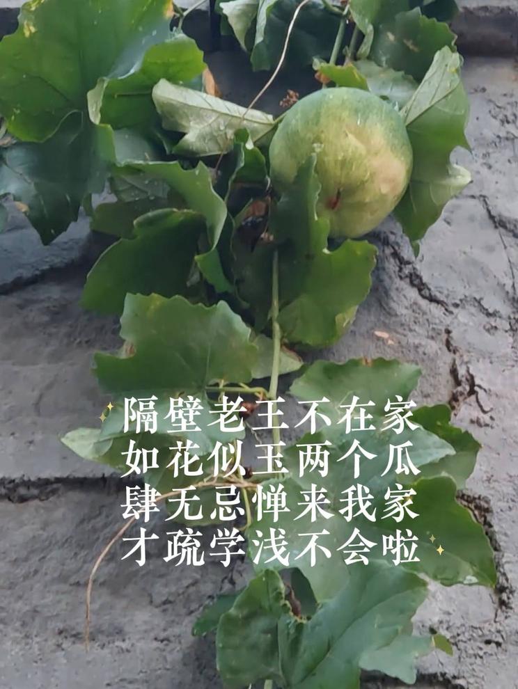 隔壁老王不在家 如花似玉两个瓜 肆无忌惮来我家 才疏学浅不会啦