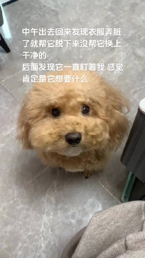 #当小狗看到主人穿得毛绒绒的#谁家小狗这么爱穿衣服啊 不知道它是冷还是纯臭美 反正每次一说穿衣服就特