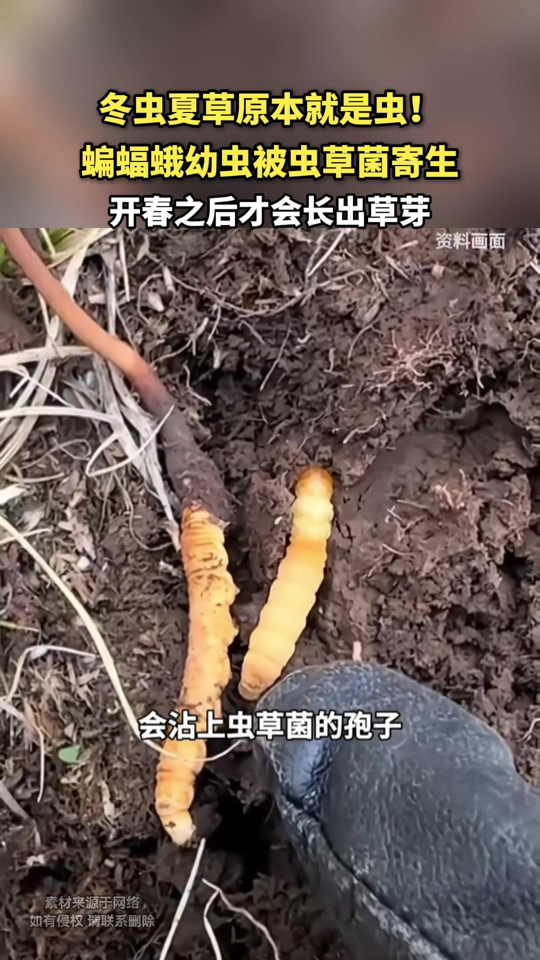 冬虫夏草原本就是虫！蝙蝠蛾幼虫被虫草菌寄生