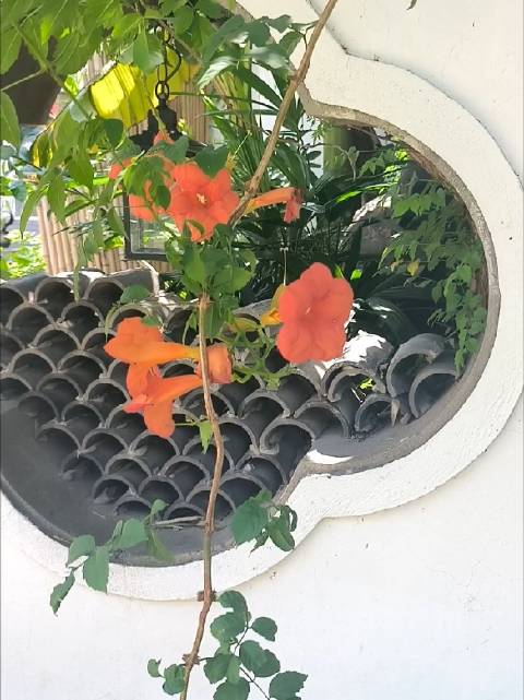 秋风吹起，许多繁花渐渐落幕，唯有凌霄花依旧热烈绽放 暖阳穿透枝叶，一缕缕光线倾泻在素净的白墙上，橙红