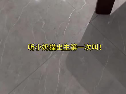 小奶猫这么叫对吗？