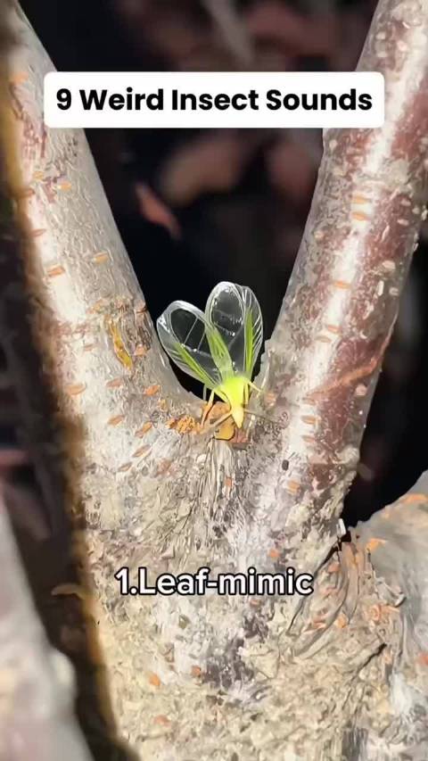 土里藏着的蝼蛄，好多人见过却叫不出名字