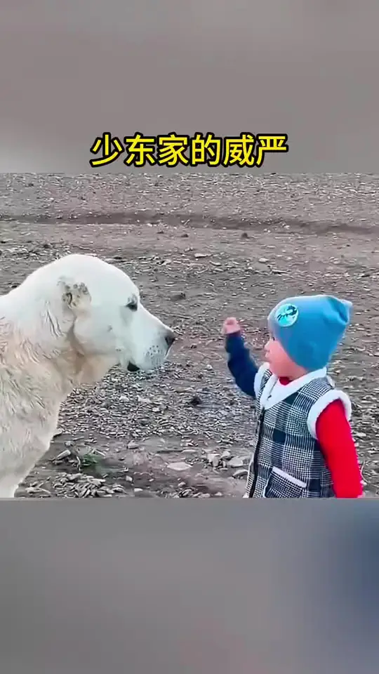 少东家的威严