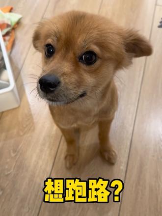 你们知道小狗最大的焦虑是什么吗？ 自驾600公里带小狗带小狗去看海（上集），收拾行李小乖好焦虑。不知