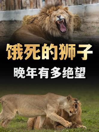 为啥只有饿死的狮子，没有饿死的老虎？顶级掠食者晚年有多绝望？ （1）
