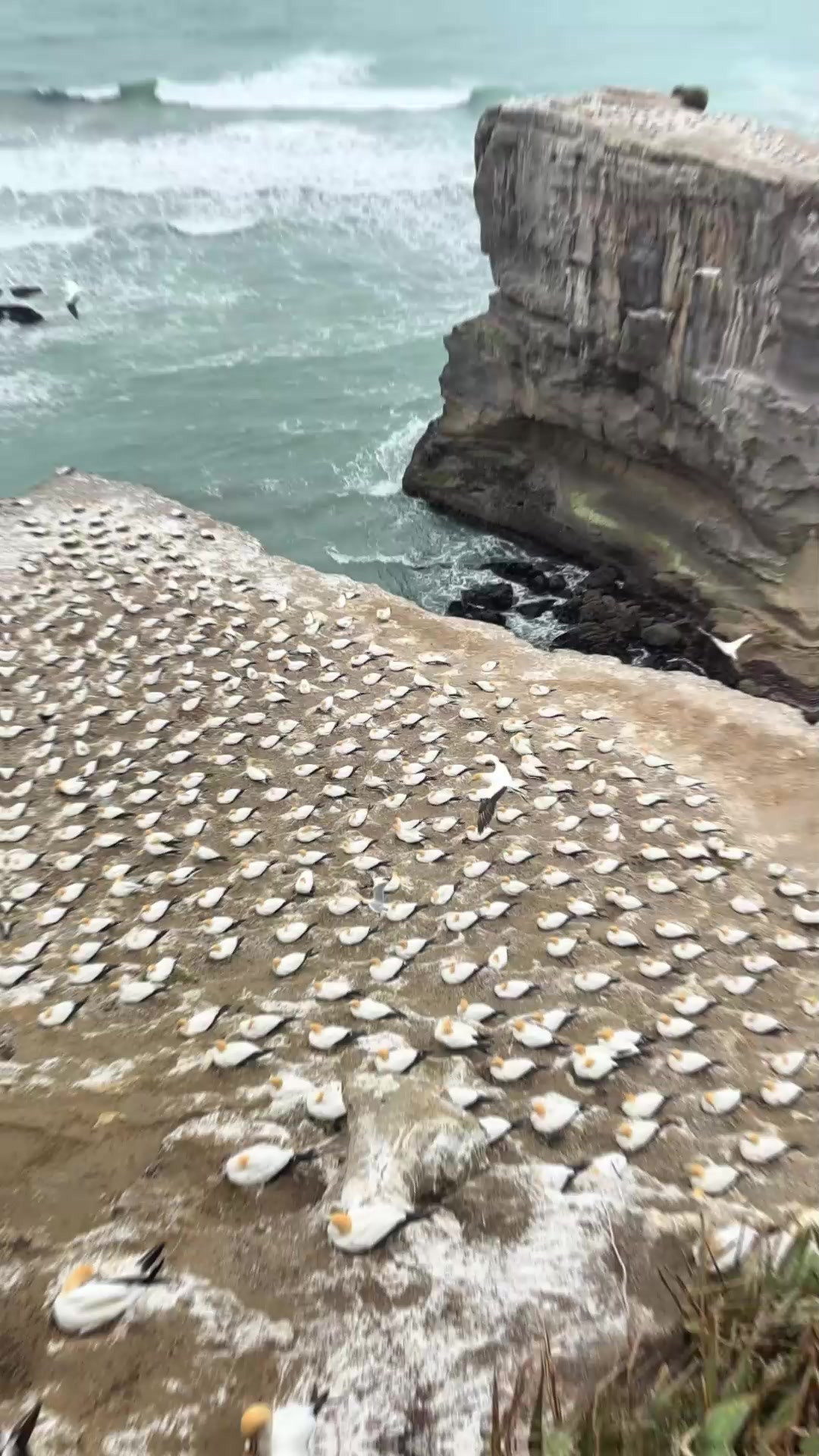 打卡塘鹅栖息地，视频不及实景万分之一，密密麻麻的塘鹅铺满岩礁