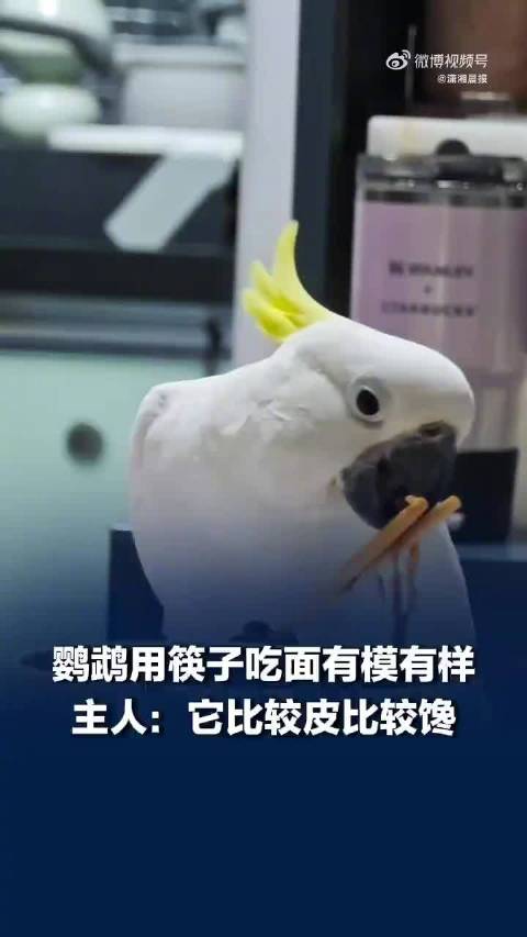 【#鹦鹉用筷子吃面有模有样#】#鹦鹉用筷子嗦面吃得津津有味#近日，一名女生偶然发现自家鹦鹉居然会用筷
