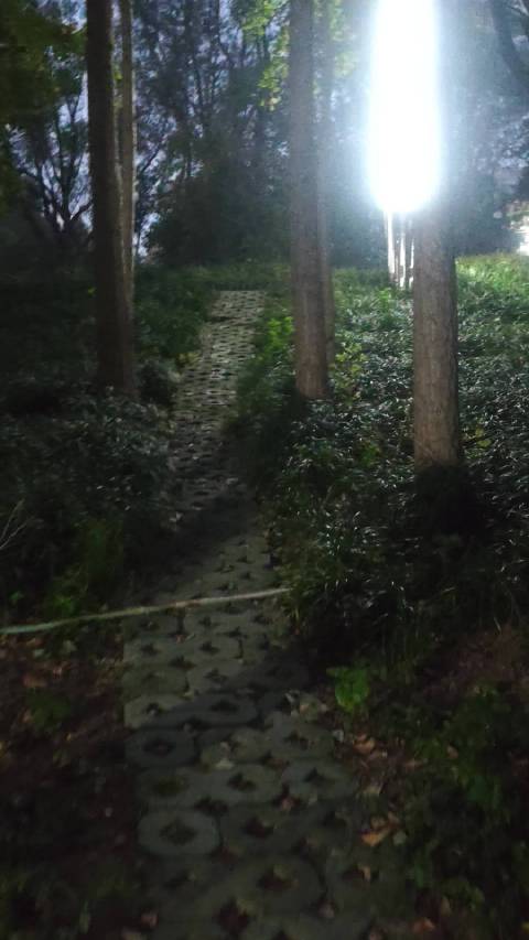 #城市漫步# 清晨公园里灯光下的效果美景太好了！你们清晨漫步公园吧