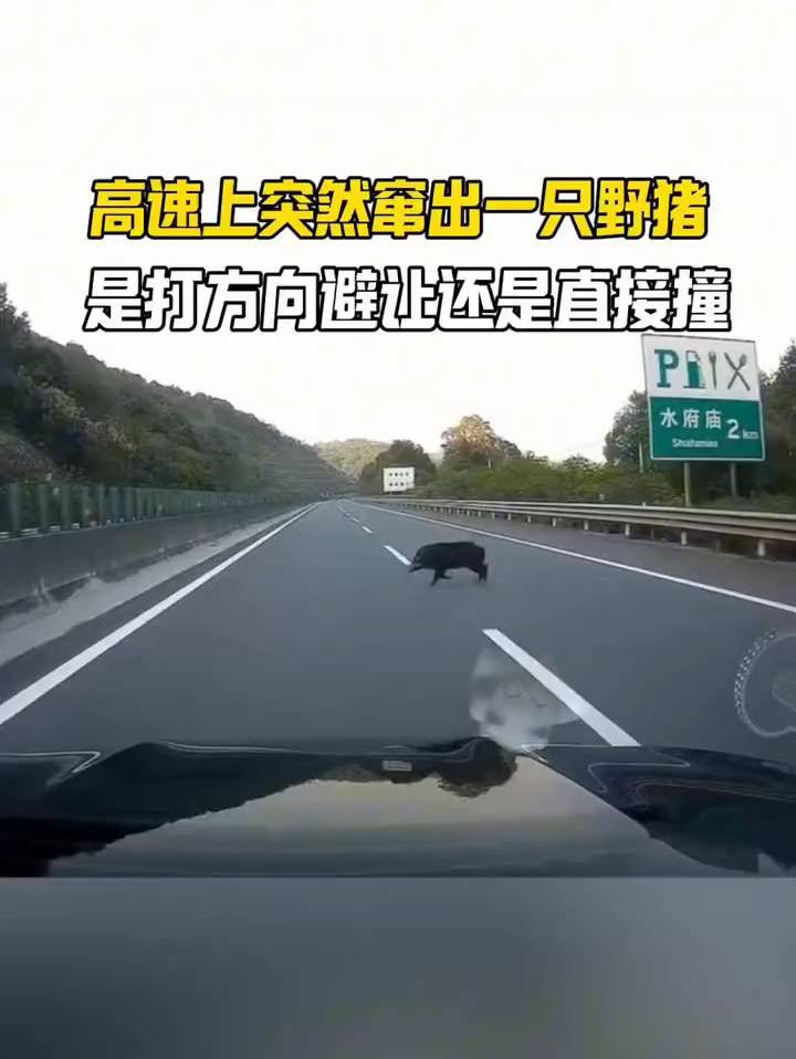 高速上突遇野猪横穿，教你正确应对！