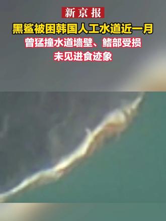 黑鲨被困韩国人工水道近一月：曾猛撞水道墙壁、鳍部受损，未见进食迹象