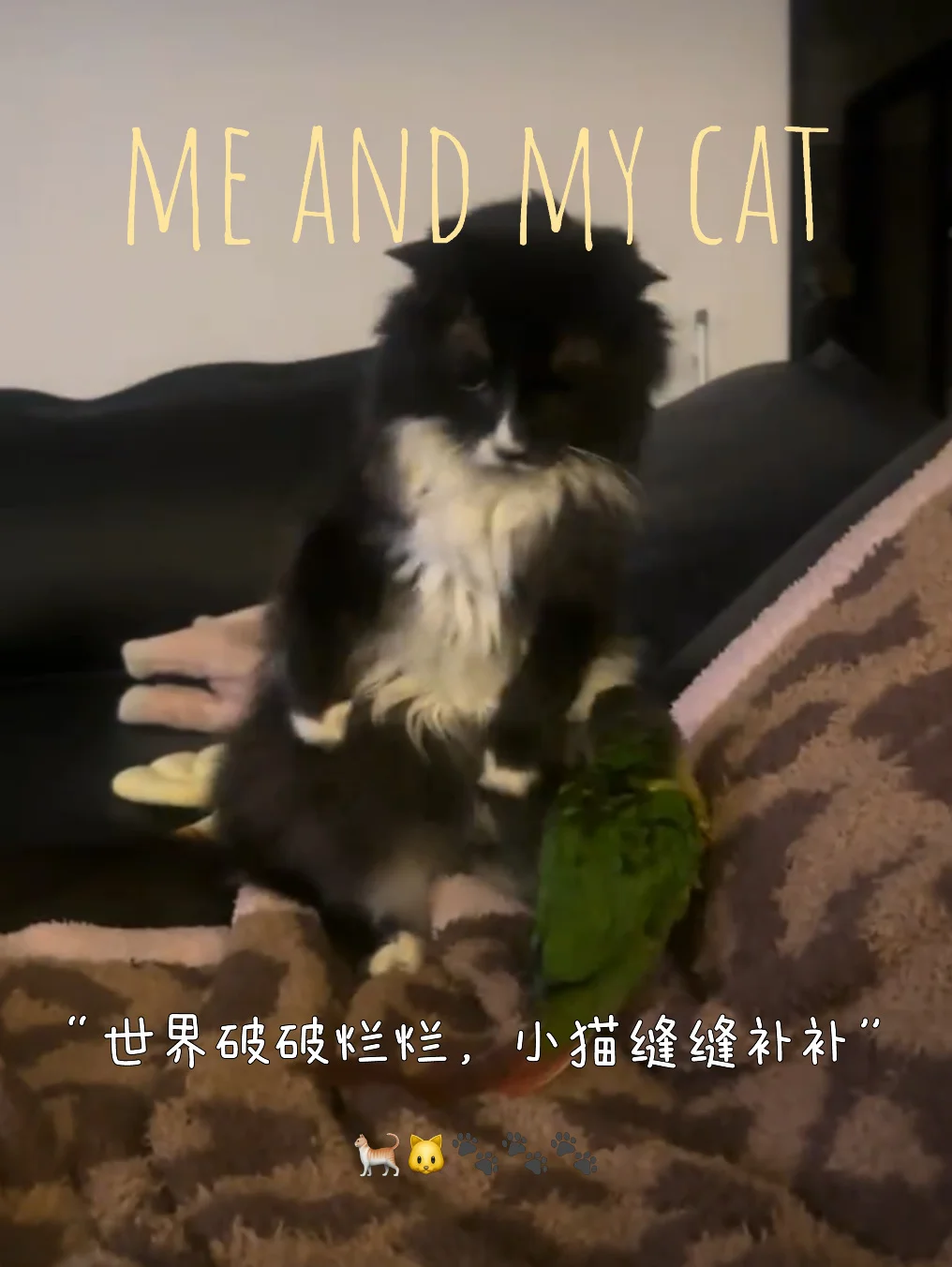 猫鸟大战 🐱🦜| 小太阳就是🗡️🗡️的