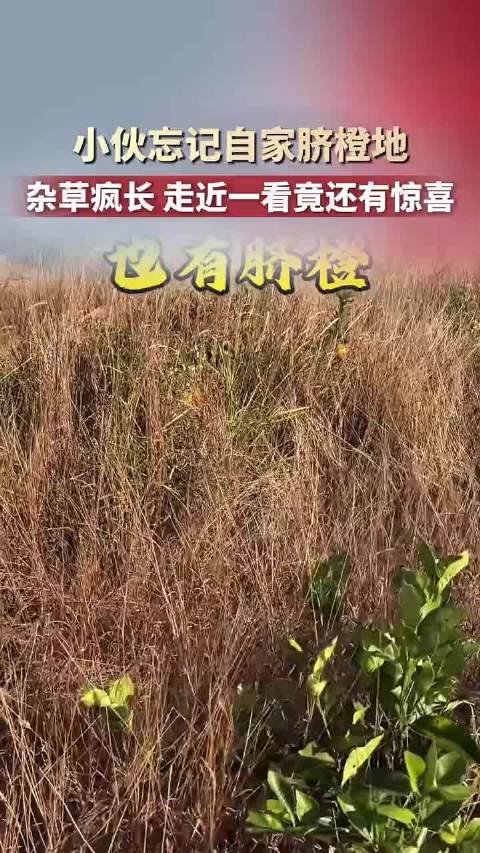 【#男子忘记自家脐橙地杂草丛中藏惊喜#】#脐橙林被主人忘脑后杂草中顽强结果# 10月22日（报道）江