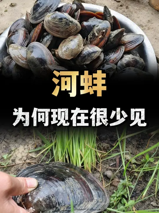 农村河沟里常见的河蚌，为何现在很少见了？河蚌很难吃吗？ （3）