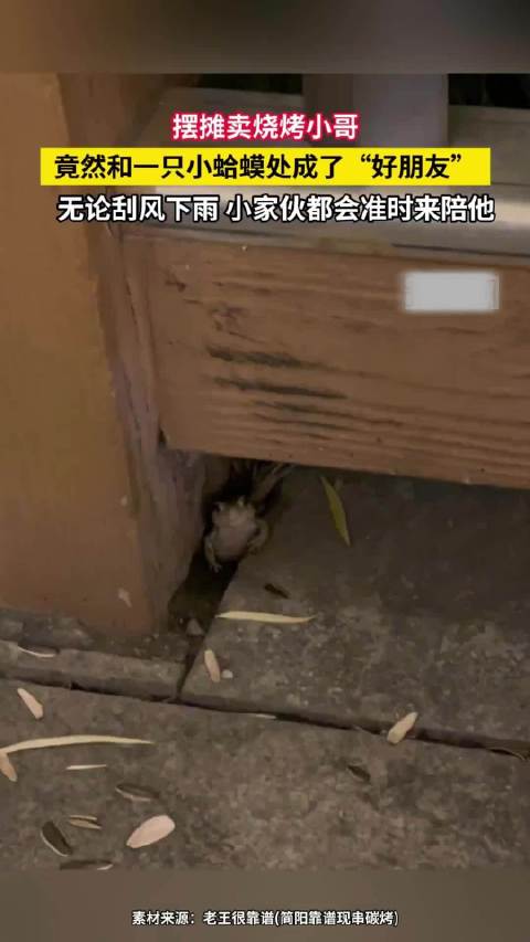【#烧烤小哥和小蛤蟆成了好朋友# 】近日，四川。摆摊烧烤的小哥，和一只小蛤蟆成好友，刮风下雨，小家伙