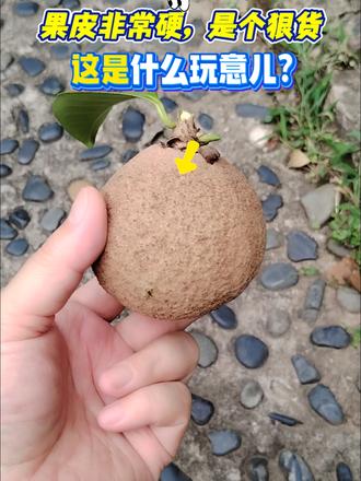 一棵树上两种果子