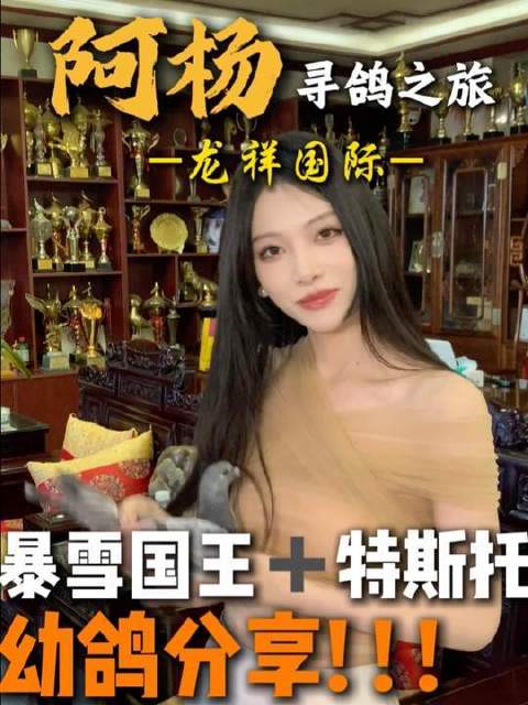 龙祥国际鸽业｜暴雪国王携手铁斯托🔥双雄合璧❗️重磅惊喜锁定今晚20:30阿杨直播间 #信鸽赛鸽# #