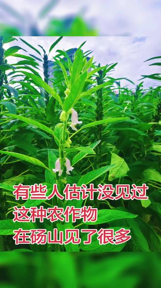 节节高 路上遇到到的中药材