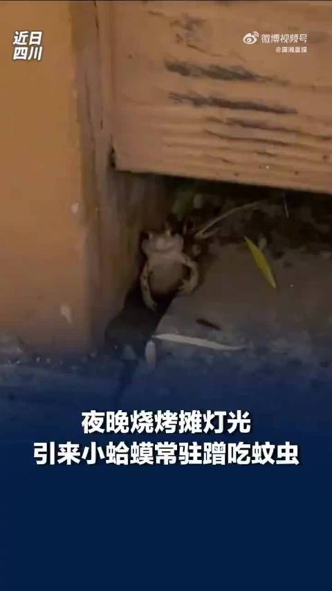 #小蛤蟆在烧烤摊旁吃上自助晚餐#【烧烤摊灯光引来小蛤蟆常驻蹭饭】