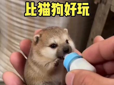 这猫狗真好玩