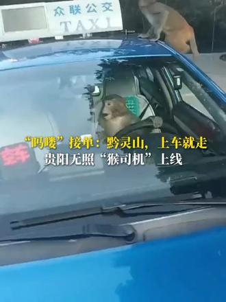 “吗喽”接单：黔灵山，上车就走，贵阳无照“猴司机”上线 （来源：@五哥 ）