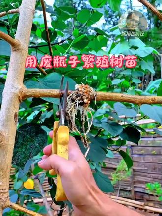 用废瓶子繁殖树苗 用废旧塑料瓶做高空压条，简单环保，轻松培育出新植株，喜欢园艺可以试试