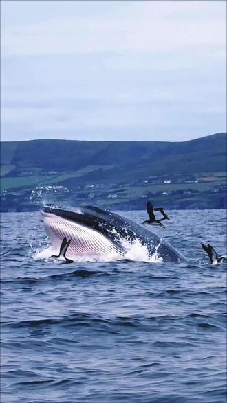 𝐆𝐨 𝐰𝐡𝐚𝐥𝐞 𝐰𝐚𝐭𝐜𝐡𝐢𝐧𝐠🩵🫧🐋 出海追鲸   还看到了好多野生海豚🐬  见者好运🪷