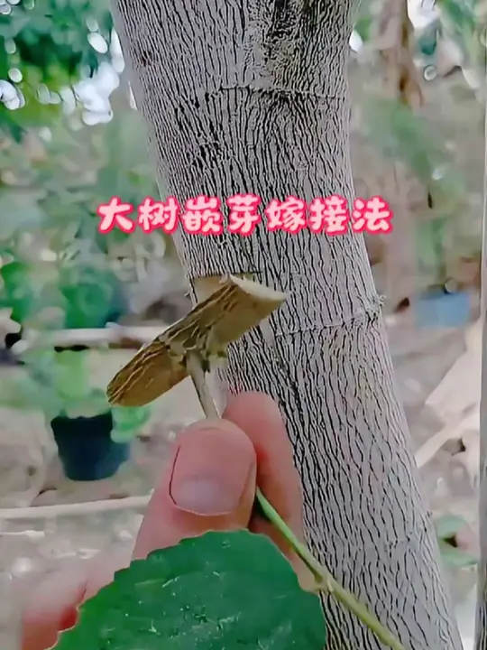 大树嵌芽嫁接法 硬核芽接实操教学，树干开天窗嵌芽，对齐形成层，拉力膜锁水，盆景果树都能用