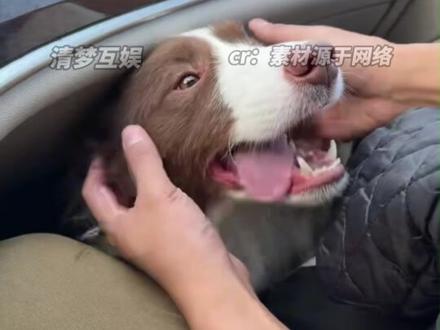笨蛋小狗，怎么第二天就开始摇尾巴啊！