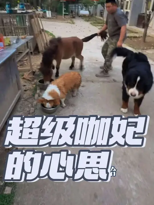 一个镜头让你看到豫西小矮马咖妃有多鸡贼，拿铁太乖了哈哈