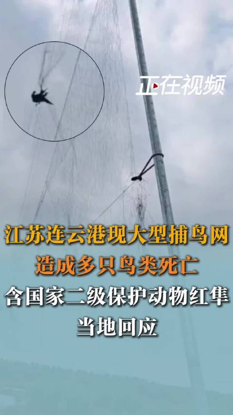 【#连云港现非法捕鸟网保护动物遇害#】#连云港现非法捕鸟网已刑拘2人# 10月16日，江苏连云港