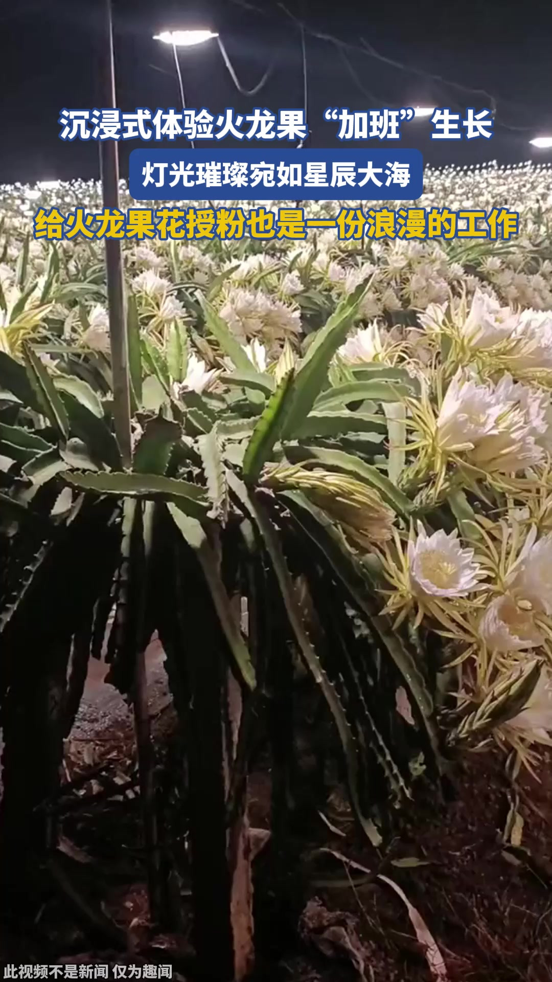 沉浸式体验火龙果“加班”生长，灯光璀璨宛如星辰大海，给火龙果花授粉也是一份浪漫的工作
