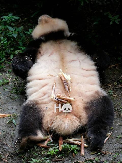 #大熊猫和花[超话]#  2026.10.24🌸🌸崽崽吃晕碳了[抱抱][抱抱][抱抱]   ​​​